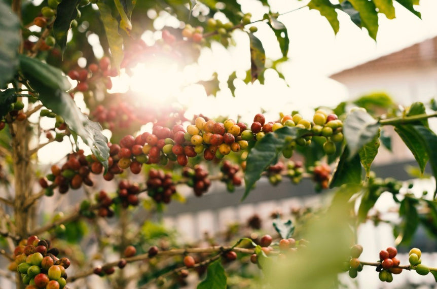  A coffee tree holding coffee fruit. 