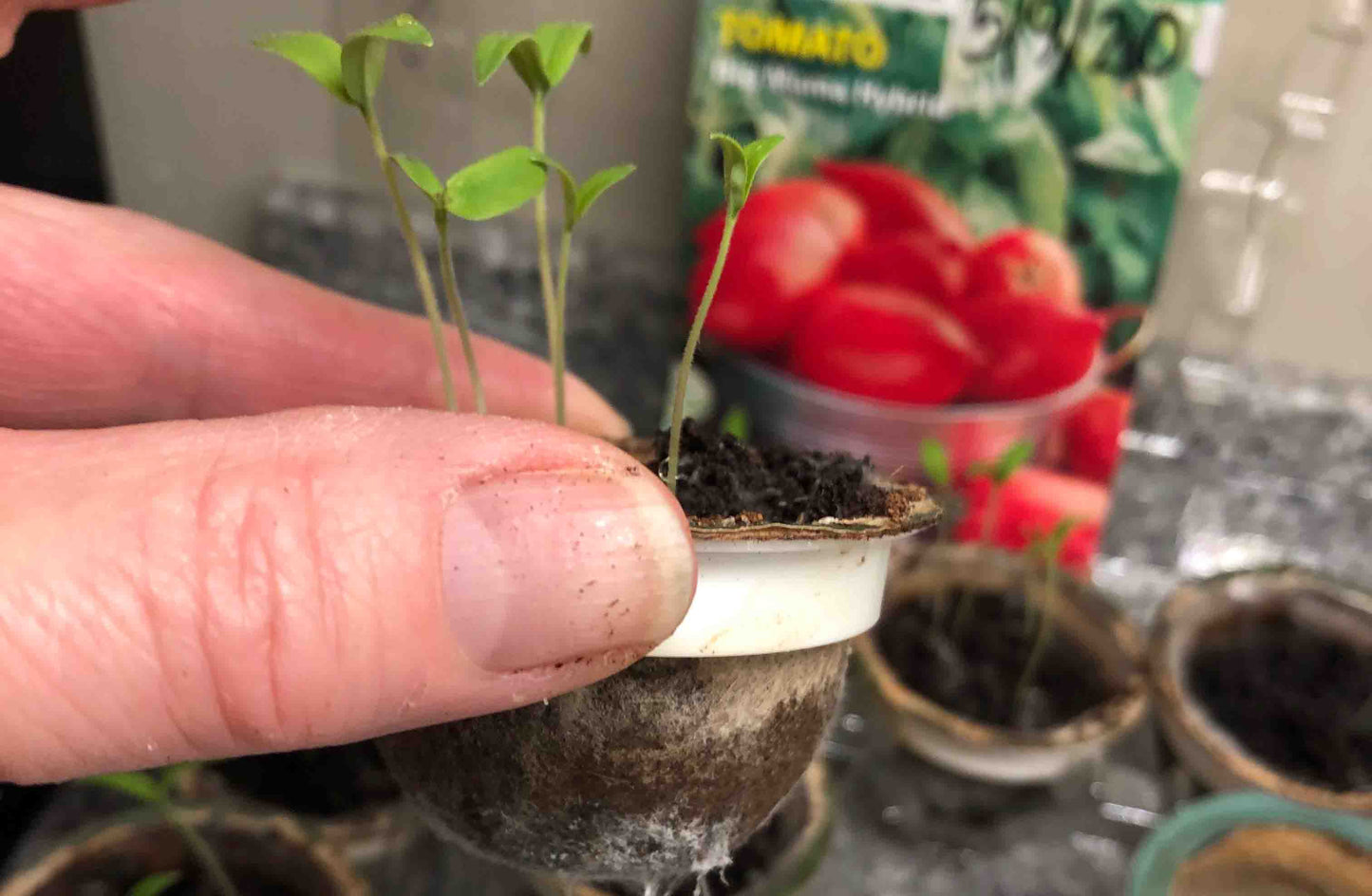 plant sprouts in used tayst coffee pods 