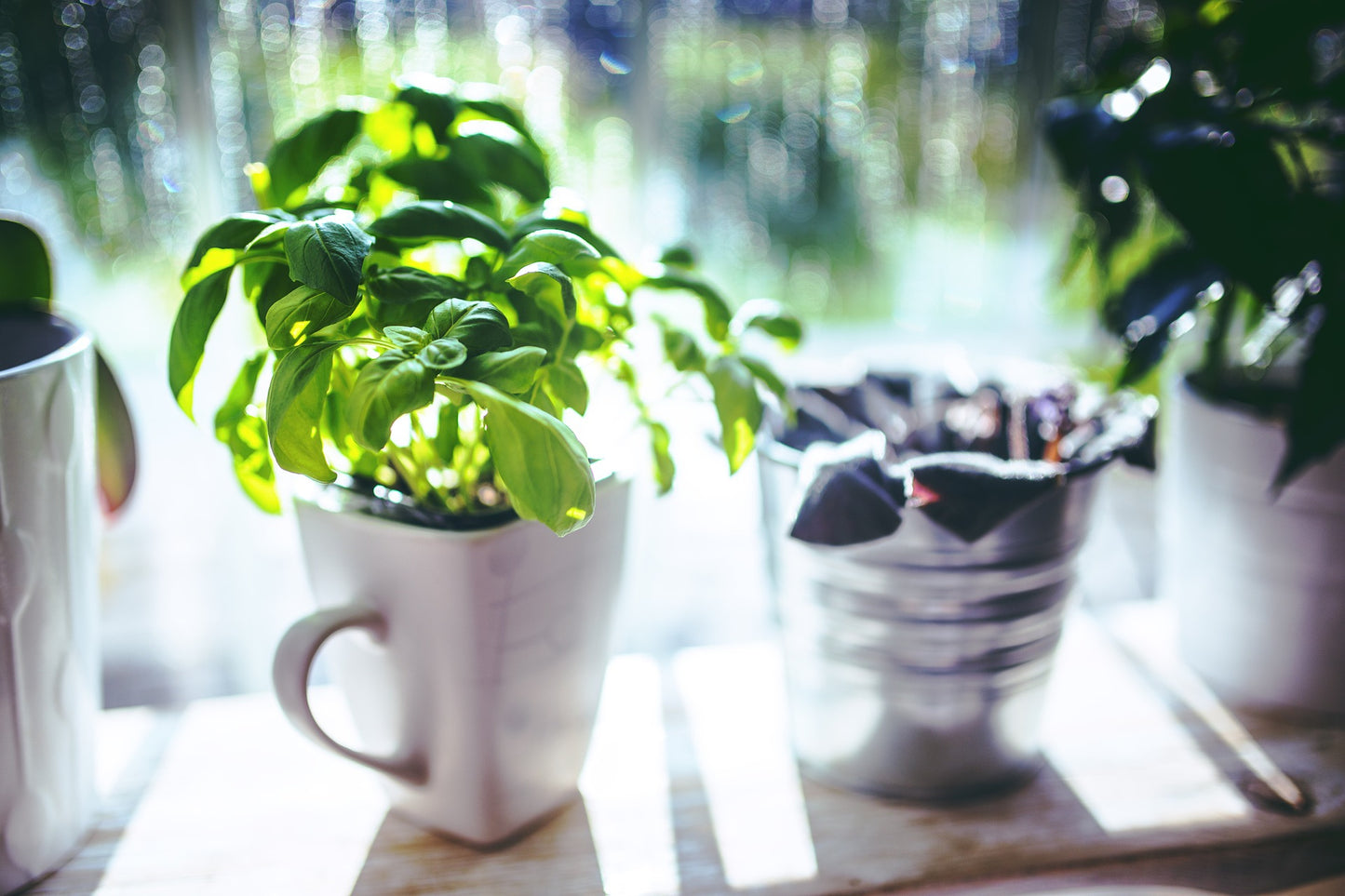 basil plant by window 