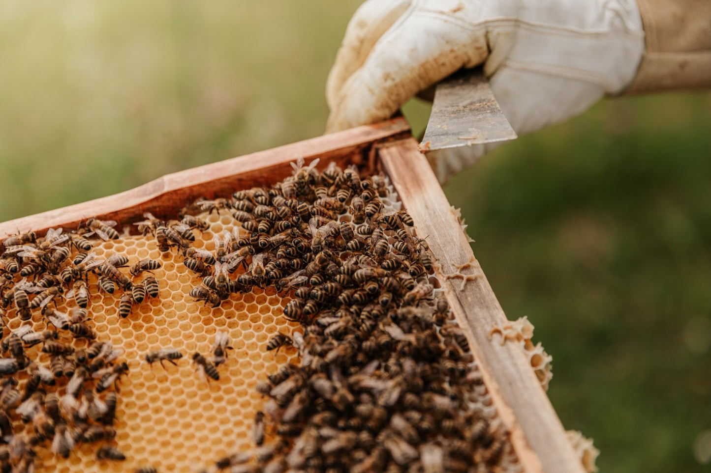 honeycomb with bees 