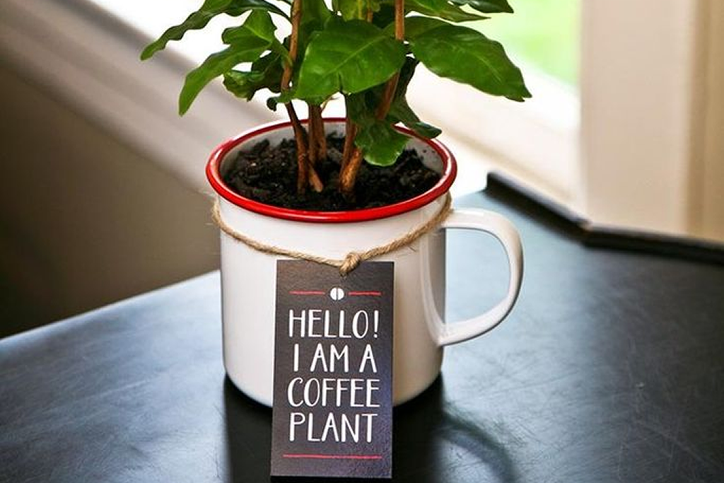 coffee plant for coffee pods