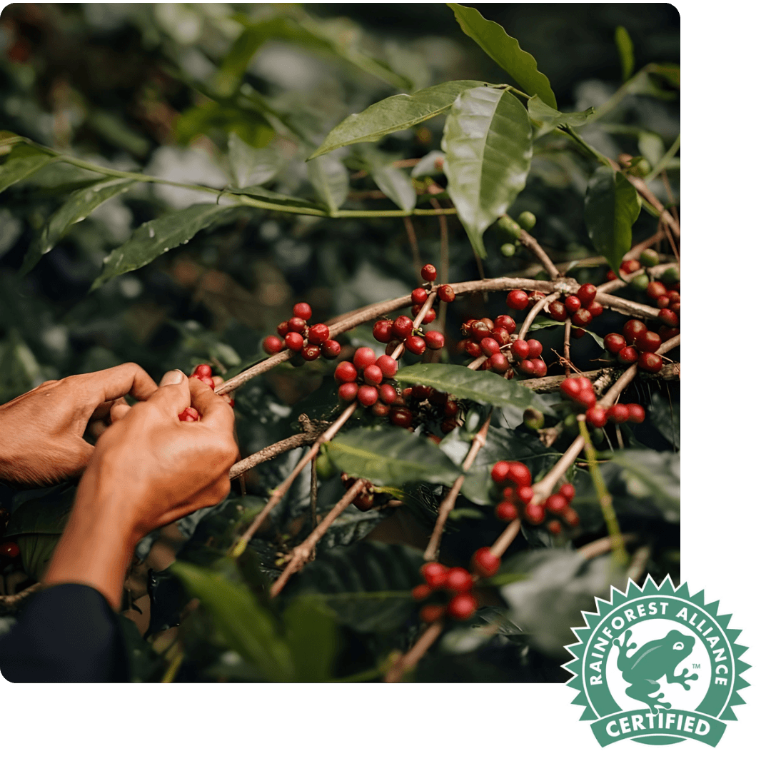 Hand picking coffee berries - Tayst
