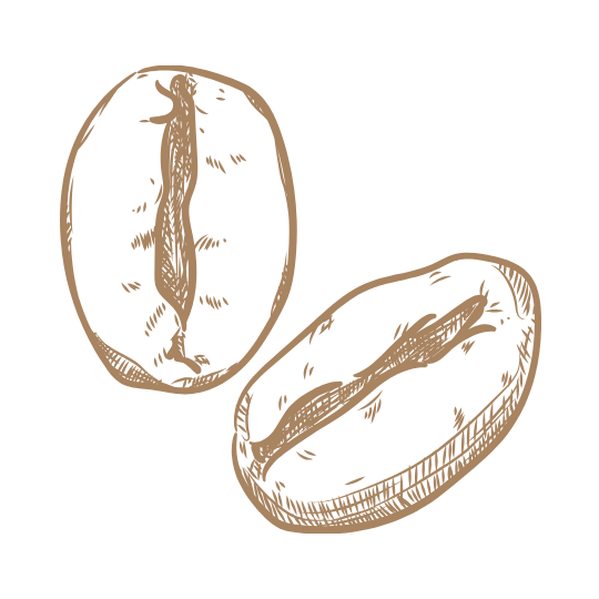 Two coffee bean illustration