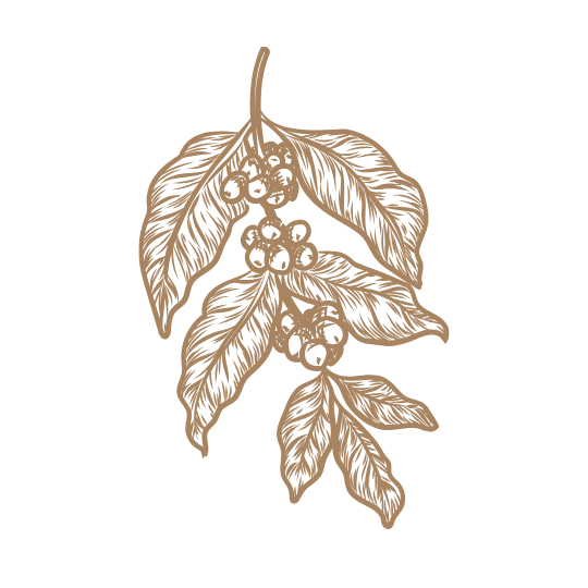 Illustration of coffee beans and leaves on a green background