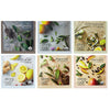 Bigelow - Steep Café Teas - Case of 50 Teabags